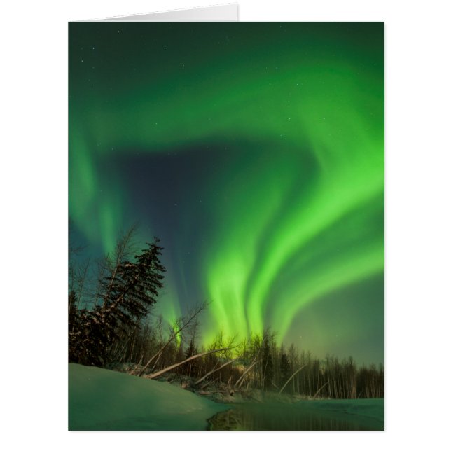 Tipping Spruce Aurora (Vorderseite)