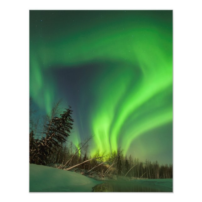 Tipping Spruce Aurora Fotodruck (Vorne)