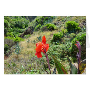 Tir d'un Indien (Canna indica purpurea)