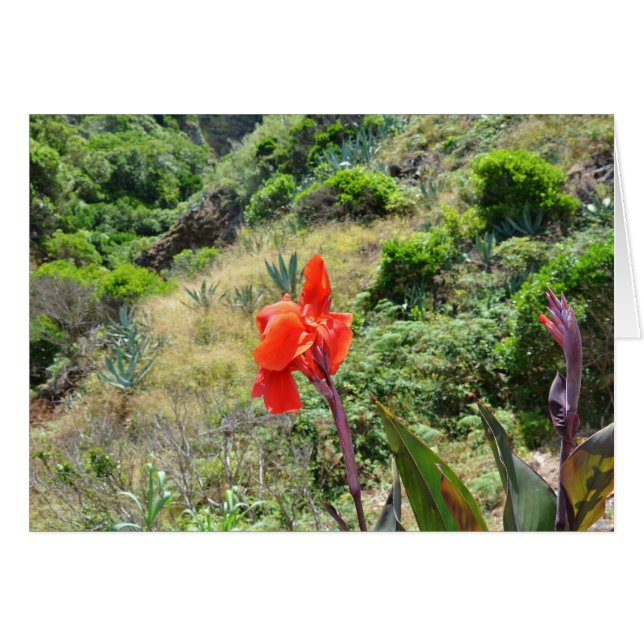 Tir d'un Indien (Canna indica purpurea) (Devant horizontal)
