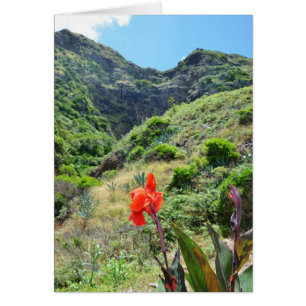 Tir d'un Indien (Canna indica purpurea)