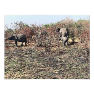 Tirage photo d'éléphant d'Afrique