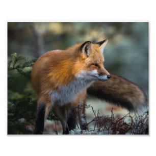 Tirage photo Renard Rouge