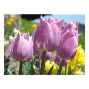 Tirages d'art de photographie de nature Tulipes Vi