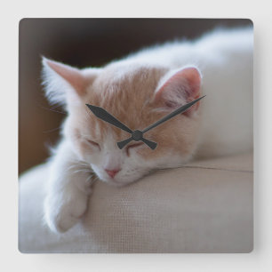 Tired Beige And White Kitten Quadratische Wanduhr