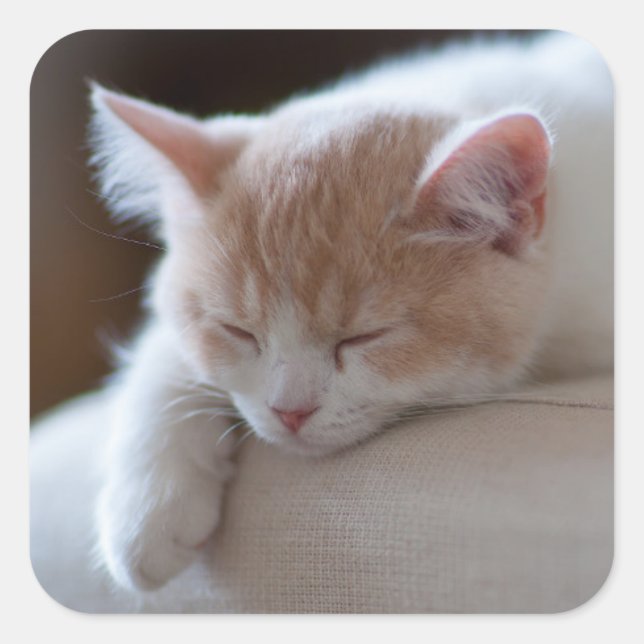Tired Beige und White Kitten Quadratischer Aufkleber (Vorderseite)