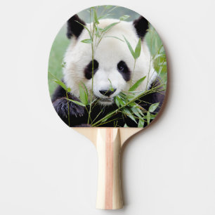 Tischtennispaddel Foto Riesenpanda , Tiere. Tischtennis Schläger