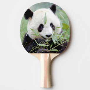 Tischtennispaddel Foto Riesenpanda , Tiere. Tischtennis Schläger