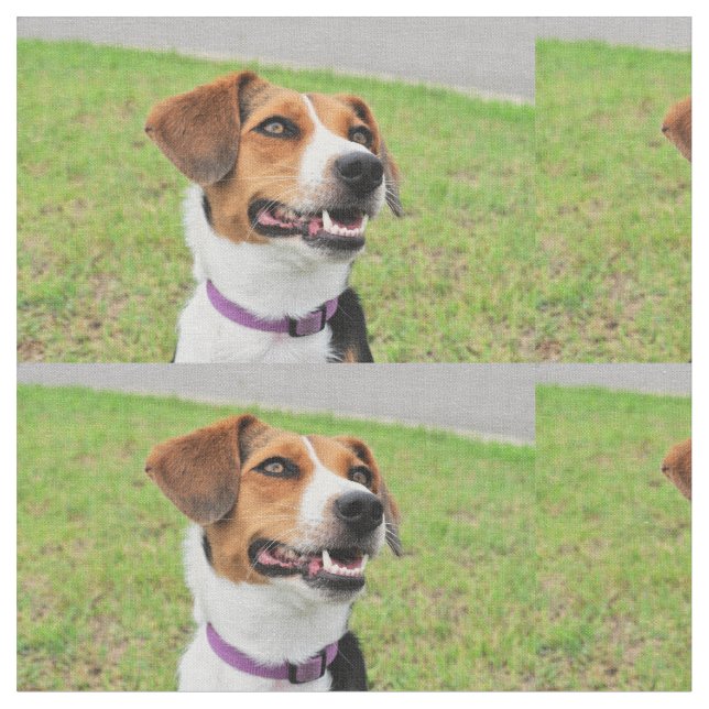 Tissu Beagle (Fermer)