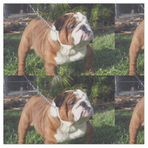 Tissu bouledogue full.png