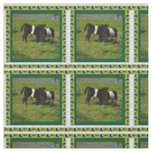 Tissu Calves De Galloway Belted Dans Le Pays,