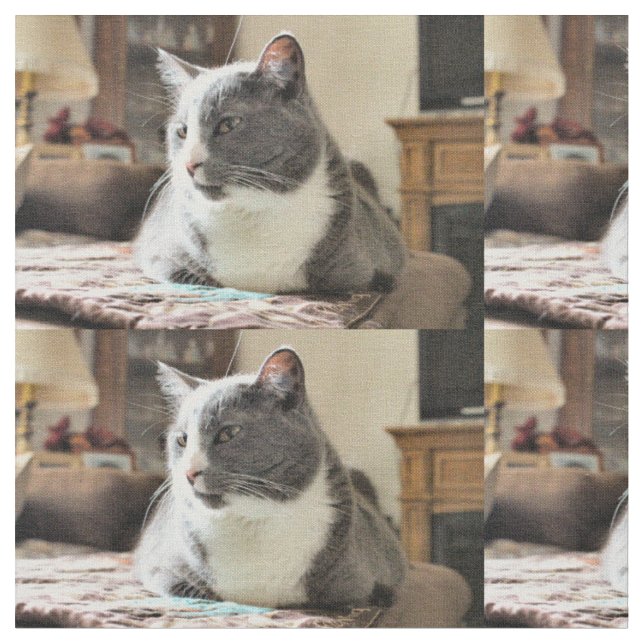 Tissu Cat (Fermer)