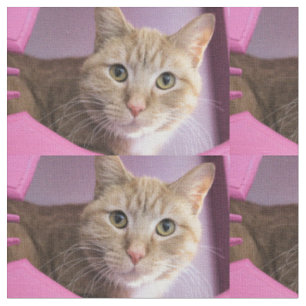 Tissu Chat