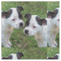Chiffre D'État Noir Et Blanc Bull Terrier
