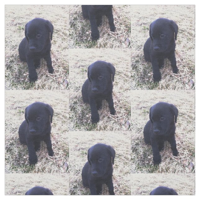 Tissu Chiot noir de labrador retriever (Échantillon)