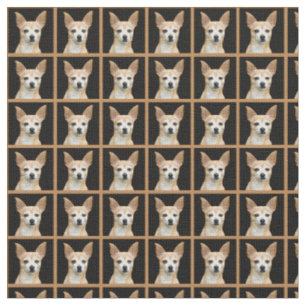Tissu Chiwawa peint par beige sur l'arrière - plan noir