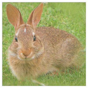 Tissu Couteau Bunny Chewing Greens sur le Golf Fairway