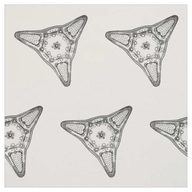 Tissu Diatomée (Échantillon)