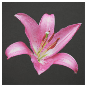 Tissu Élégante Lys Lilium Lilium Oriental Rose Stargazer
