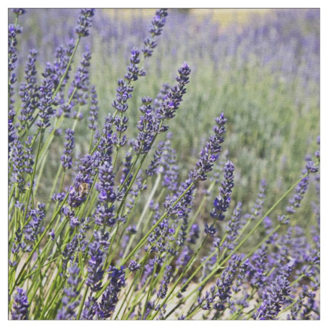Tissu Fleurs de lavande (Échantillon)