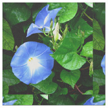 Gloire de matin bleue merveilleuse