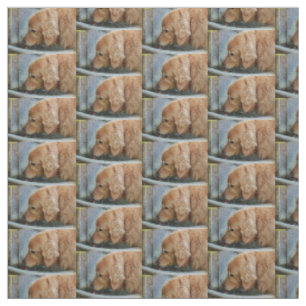 Tissu golden retriever buvant d'un dos de fontaine