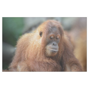 Tissu J'aime des orangs-outans