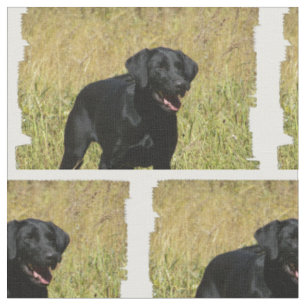 Tissu labrador-retriever-25.jpg