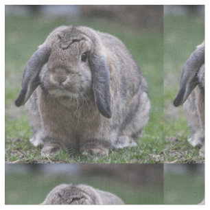 Tissu lapin