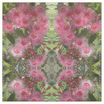 L'eucalyptus rose de Gumnut fleurit l'indigène