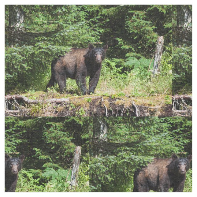 Tissu Ours noir Alpha (Fermer)