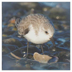 Tissu Shorebird Dines on Clam