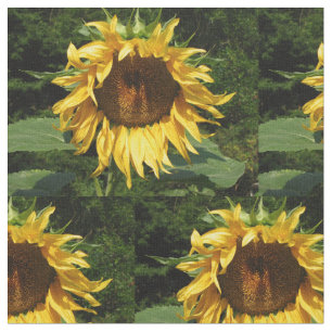 Tissu Tournesol