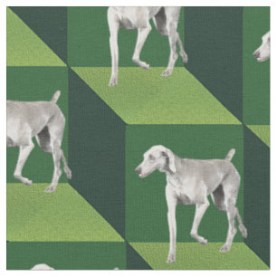 Tissu Weimaraner sur les cubes verts