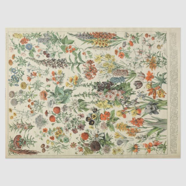 Tissue Paper der französischen botanischen jährlic Seidenpapier (Vorderseite)