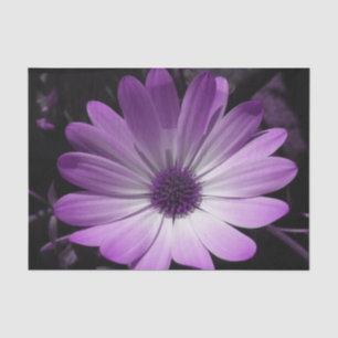 Tissue Paper "lila Daisy-Blume" Seidenpapier