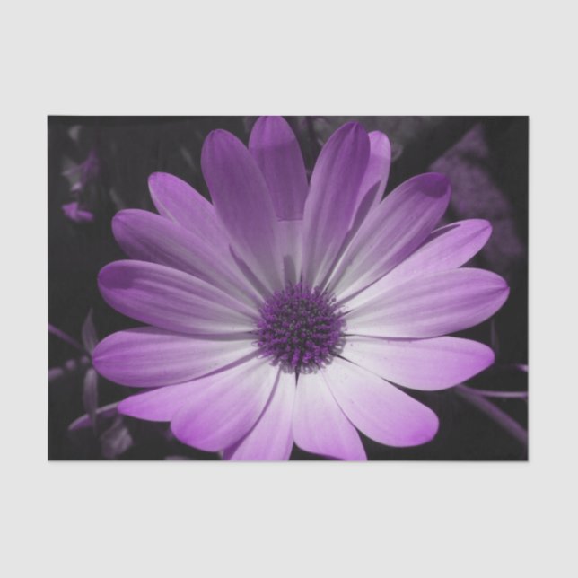 Tissue Paper "lila Daisy-Blume" Seidenpapier (Vorderseite)