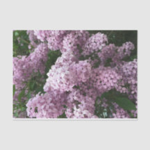 Tissue Paper Lilac-Blume