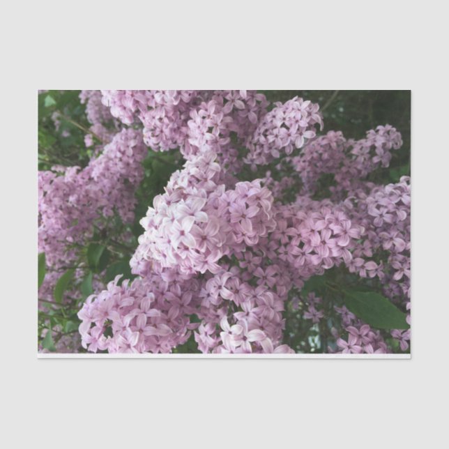 Tissue Paper Lilac-Blume Seidenpapier (Vorderseite)