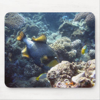 TitanTriggerfish auf dem Great Barrier Reef Mousepad