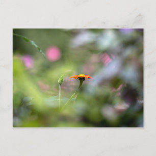 Tithonia im Garten Postkarte