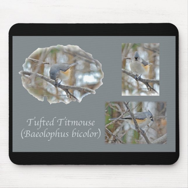 Titmaus (Baeolophus bicolor)-Elemente Mousepad (Vorne)