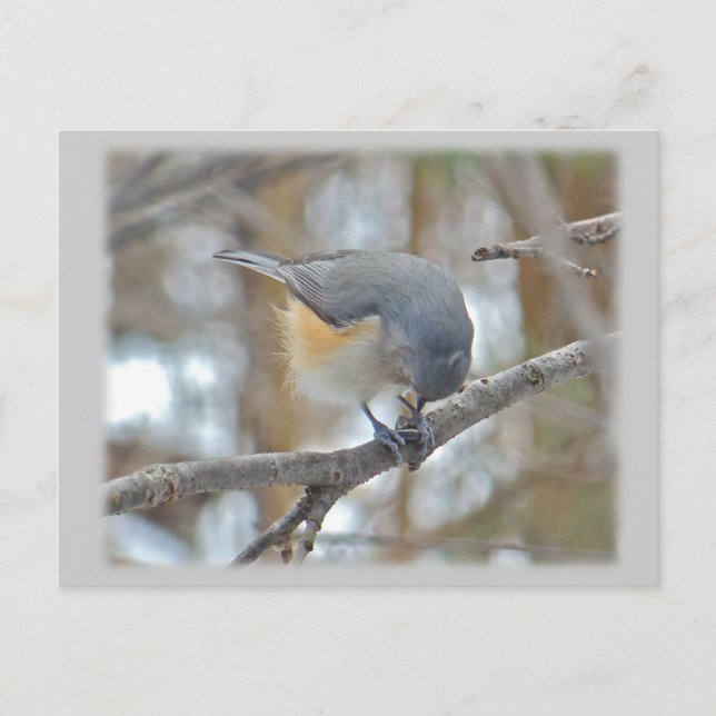 Titmaus (Baeolophus bicolor)-Elemente Postkarte (Vorderseite)
