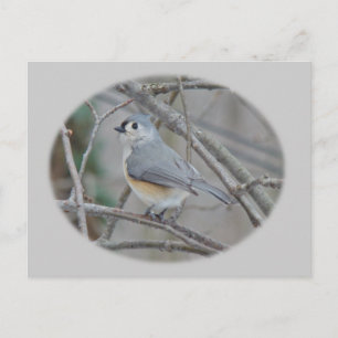 Titmaus (Baeolophus bicolor)-Elemente Postkarte