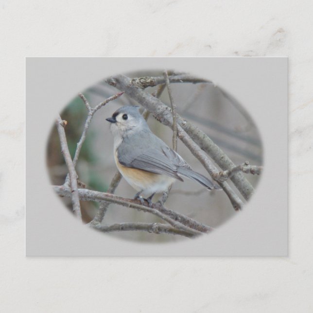 Titmaus (Baeolophus bicolor)-Elemente Postkarte (Vorderseite)