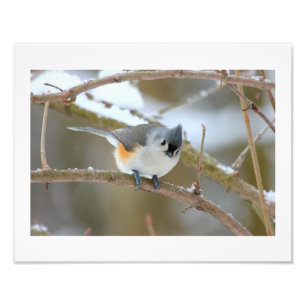 TitMaus Fotodruck