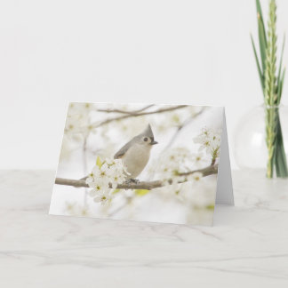 Titmaus in Birnbaum Karte