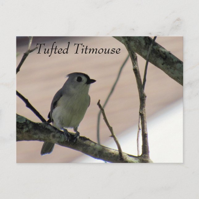 Titmaus - Postkarte lernen - Florida (Vorderseite)