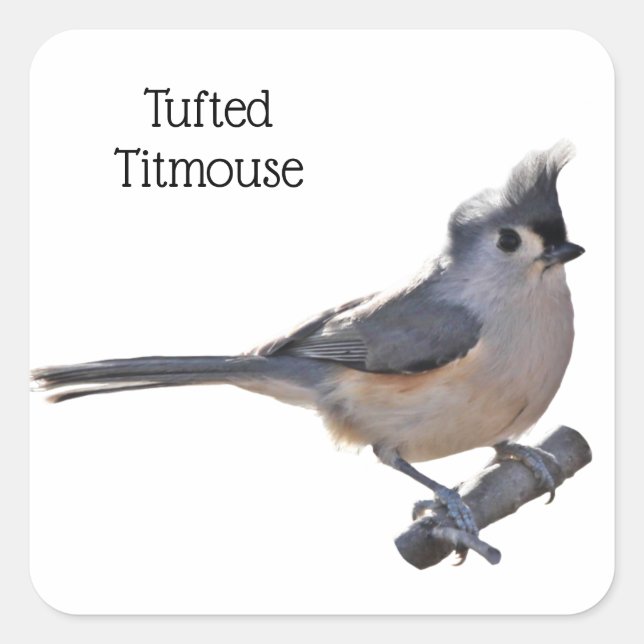 Titmaus Quadratischer Aufkleber (Vorderseite)