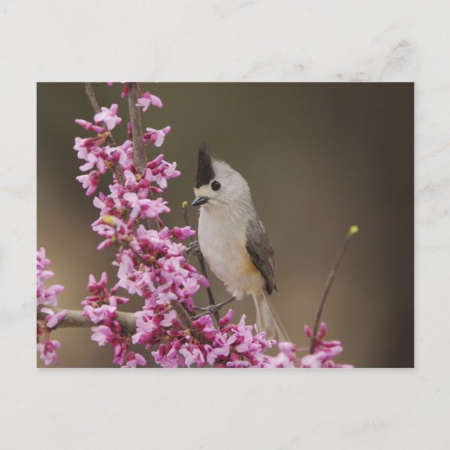 Titmaus, schwarz, Baeolophus Postkarte (Vorderseite)